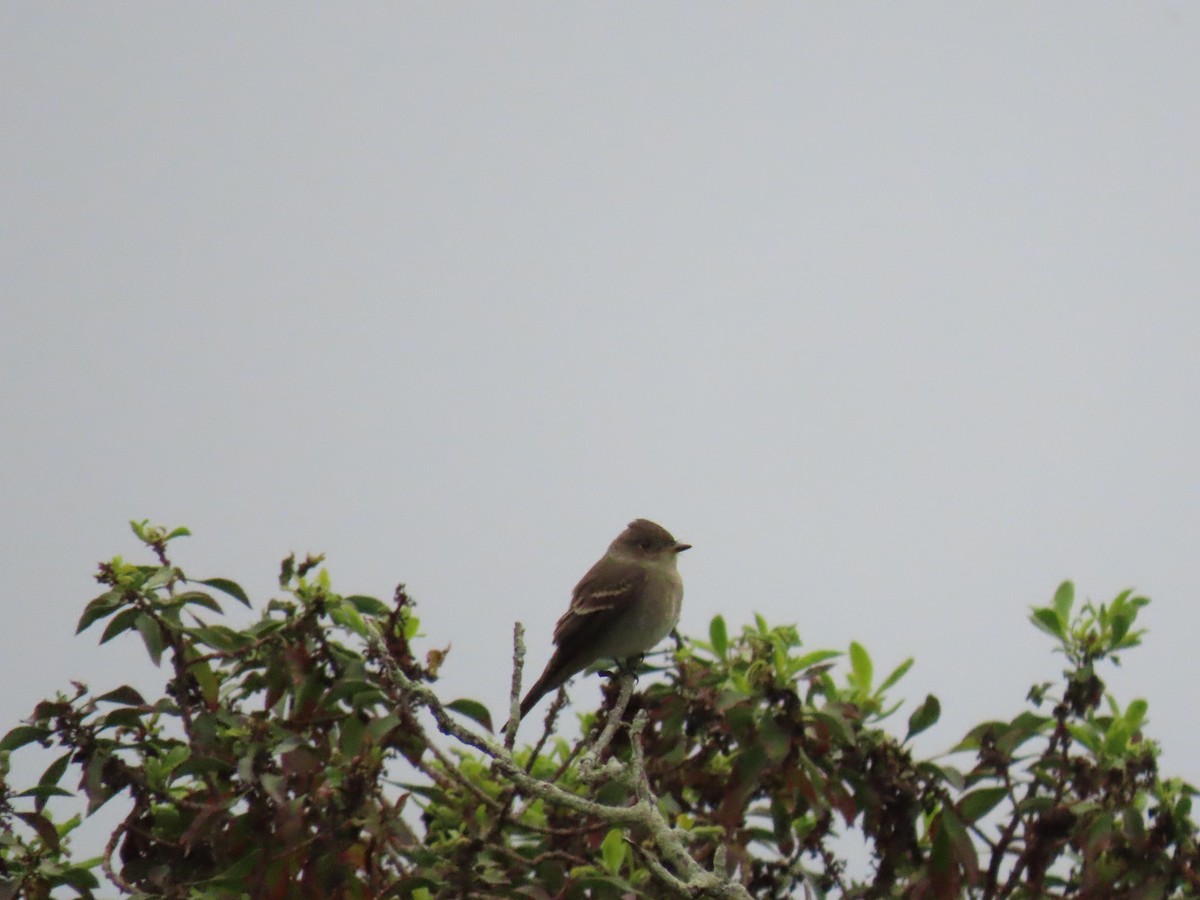 Western Wood-Pewee - ML624245298