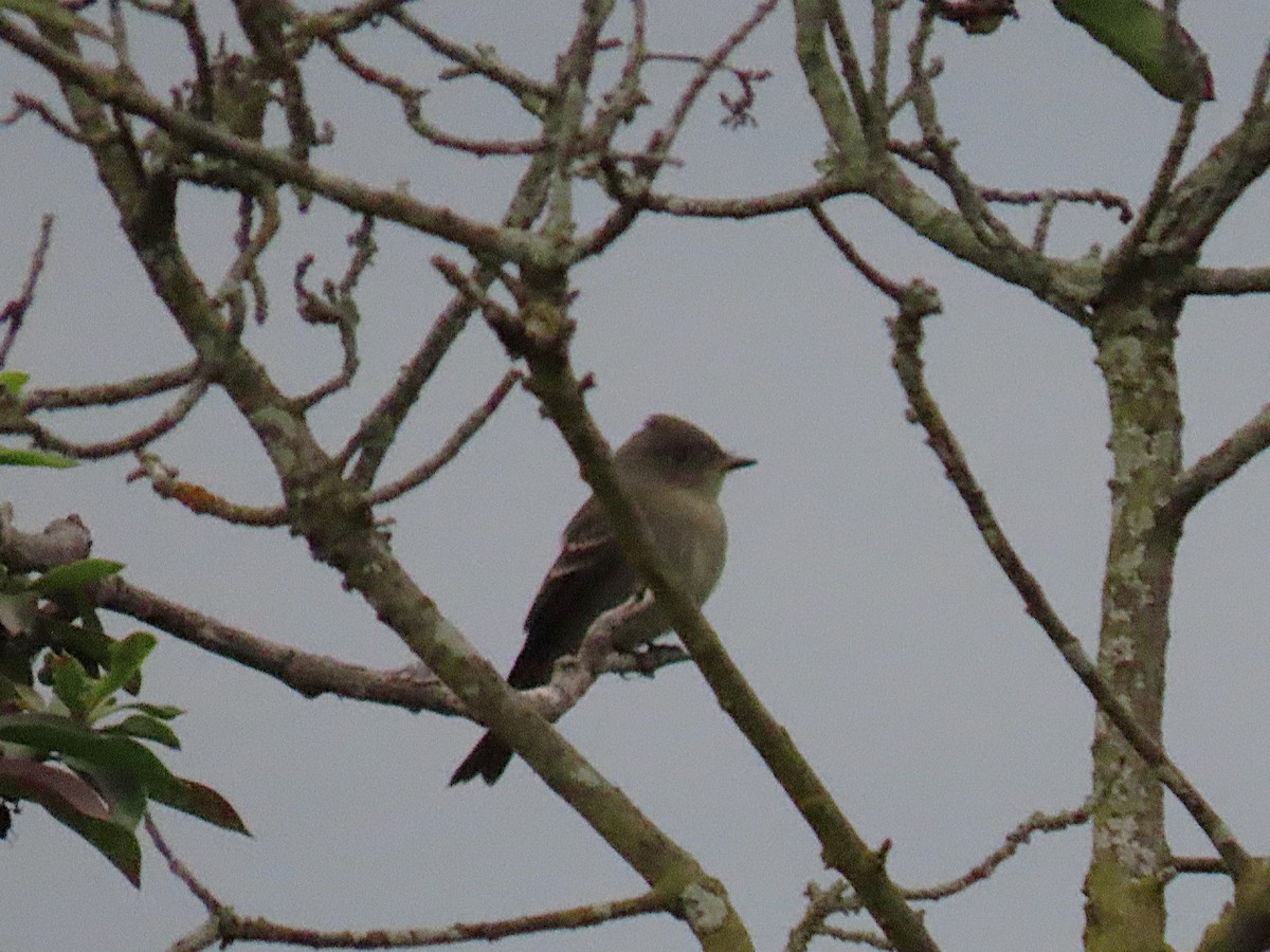 Western Wood-Pewee - ML624245302