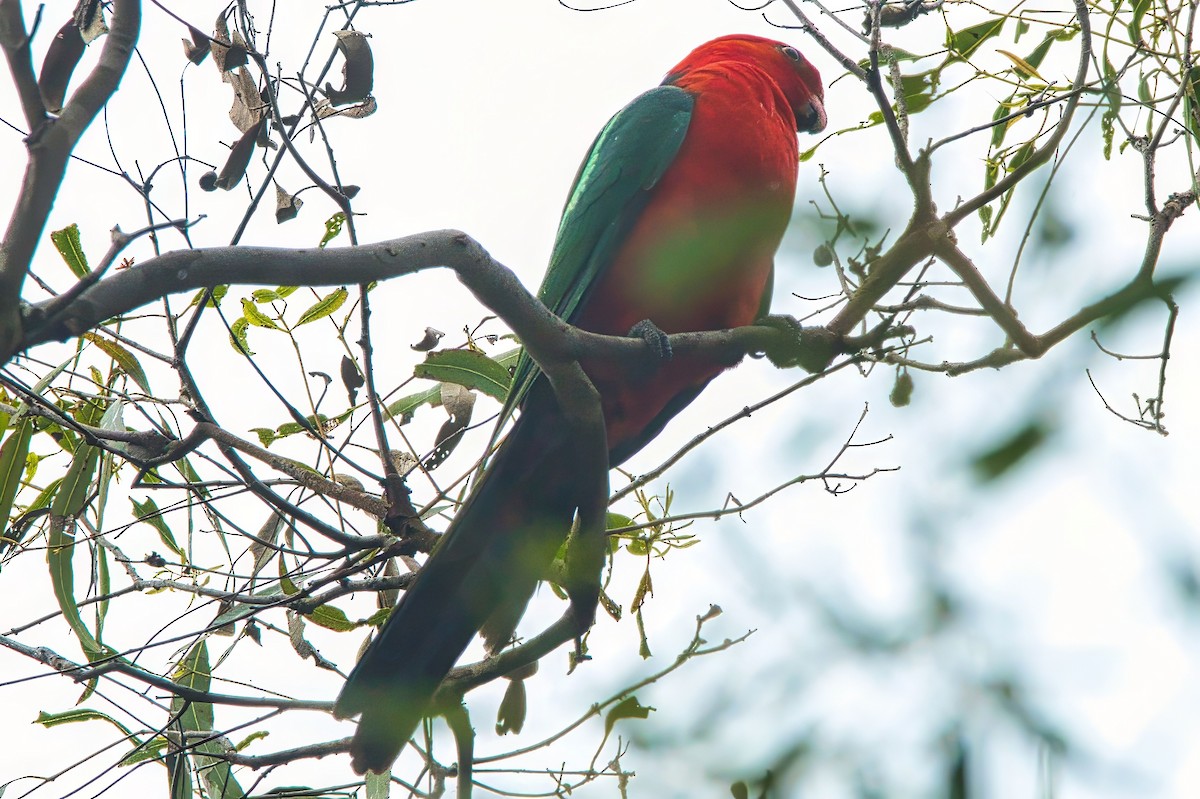 Australian King-Parrot - Alfons  Lawen