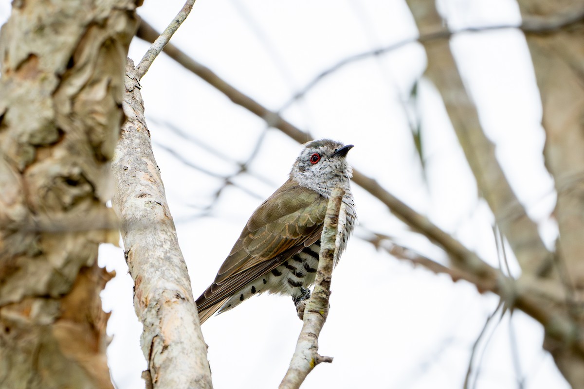 Little Bronze-Cuckoo - ML624245321