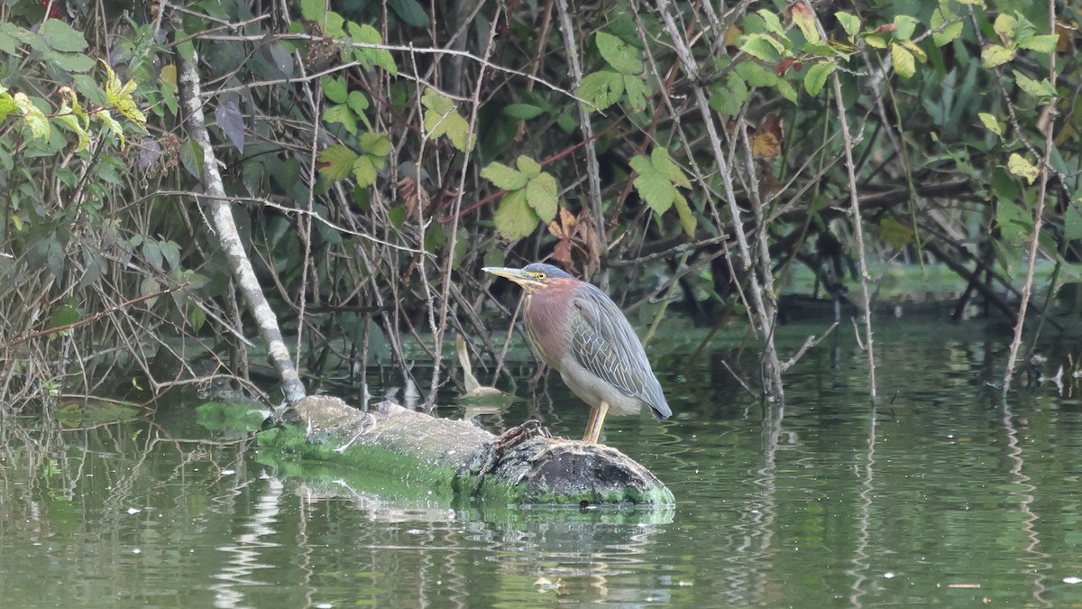 Green Heron - ML624245324