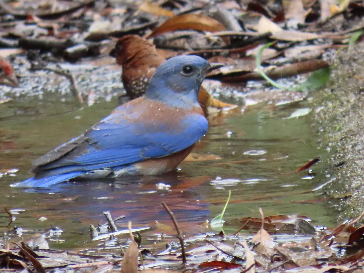 Western Bluebird - Charley Herzfeld