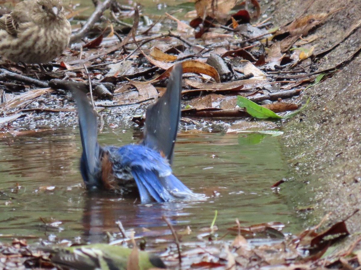 Western Bluebird - ML624245442