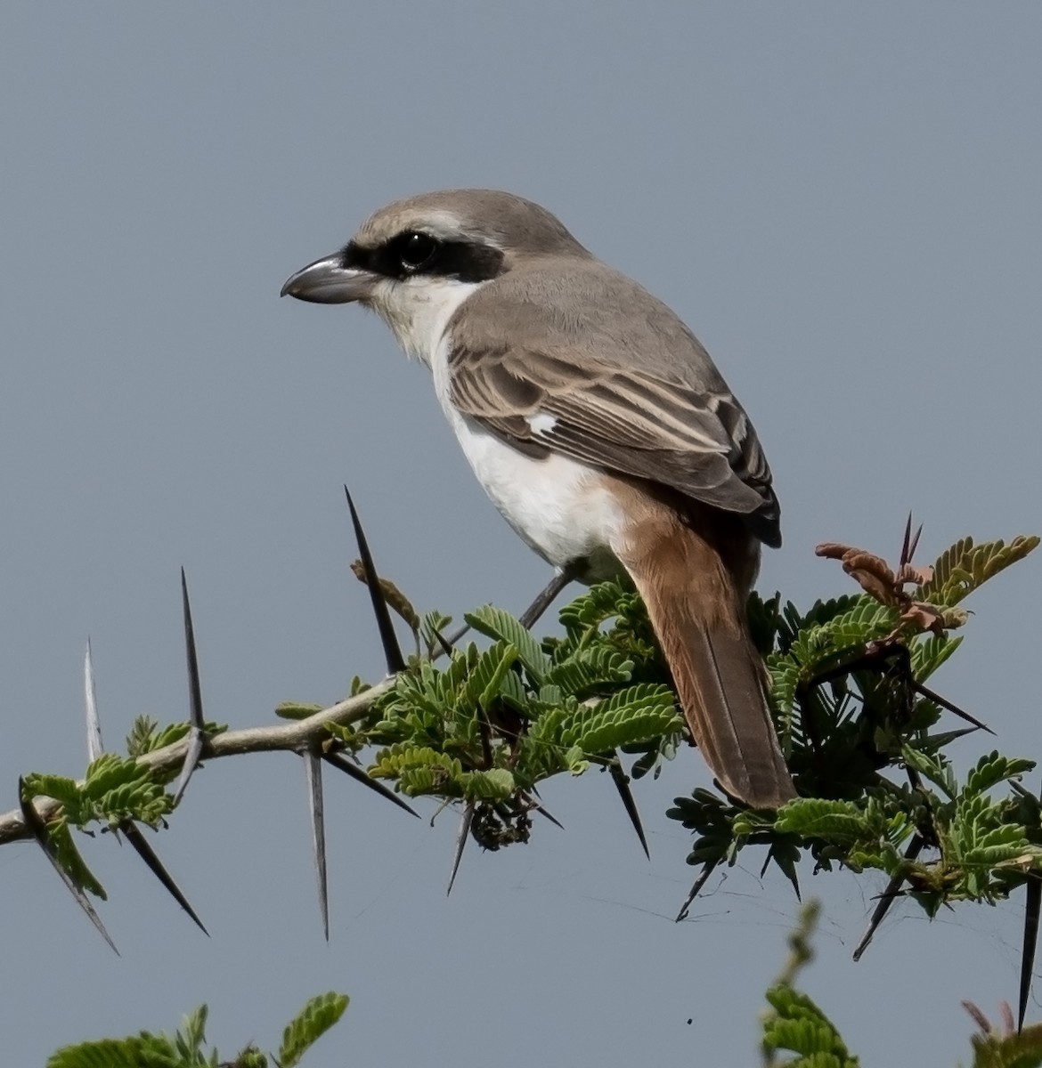 Red-tailed Shrike - ML624245501