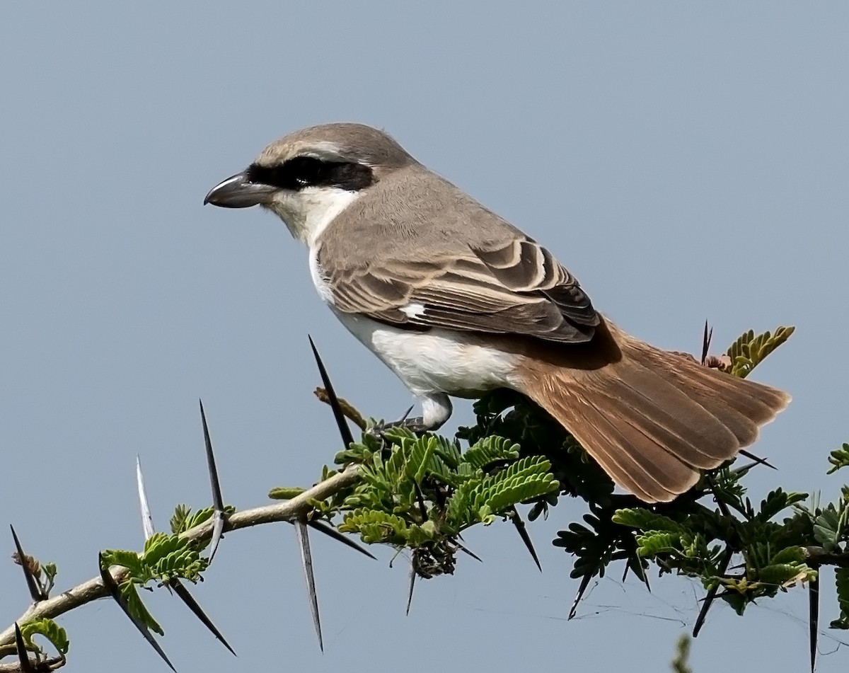 Red-tailed Shrike - ML624245502