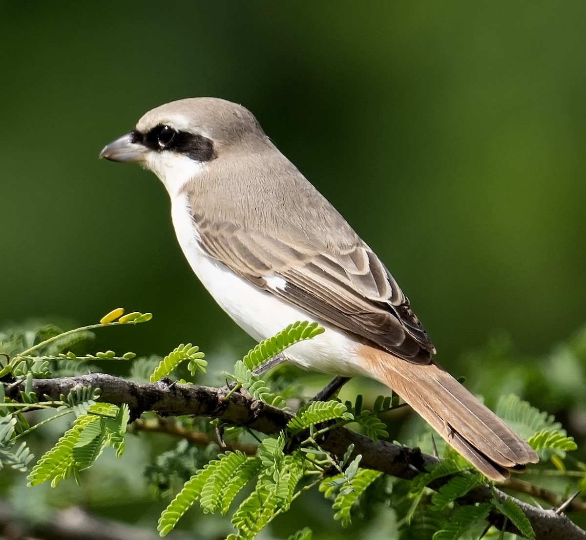 Red-tailed Shrike - ML624245503