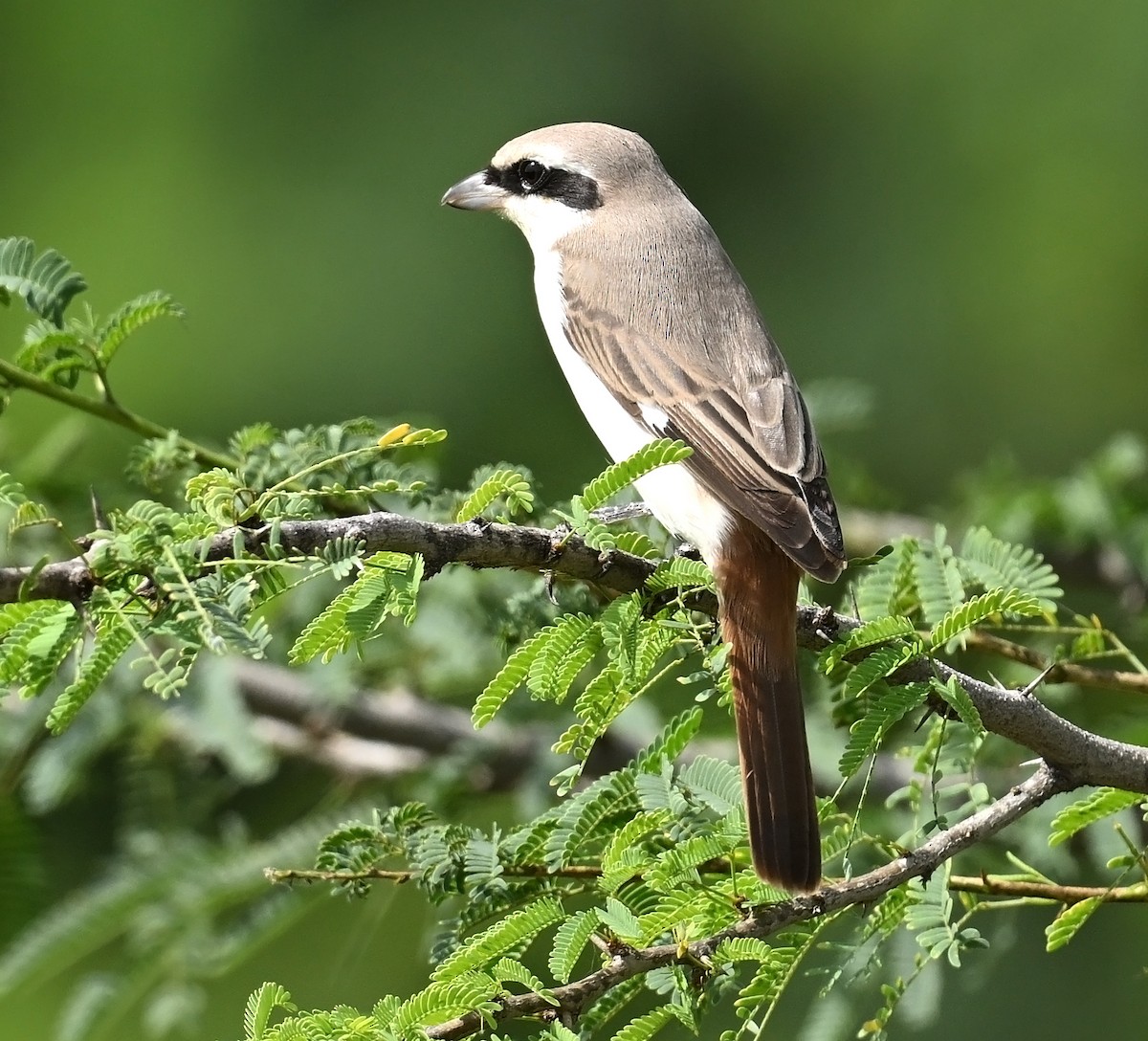 Red-tailed Shrike - ML624245504