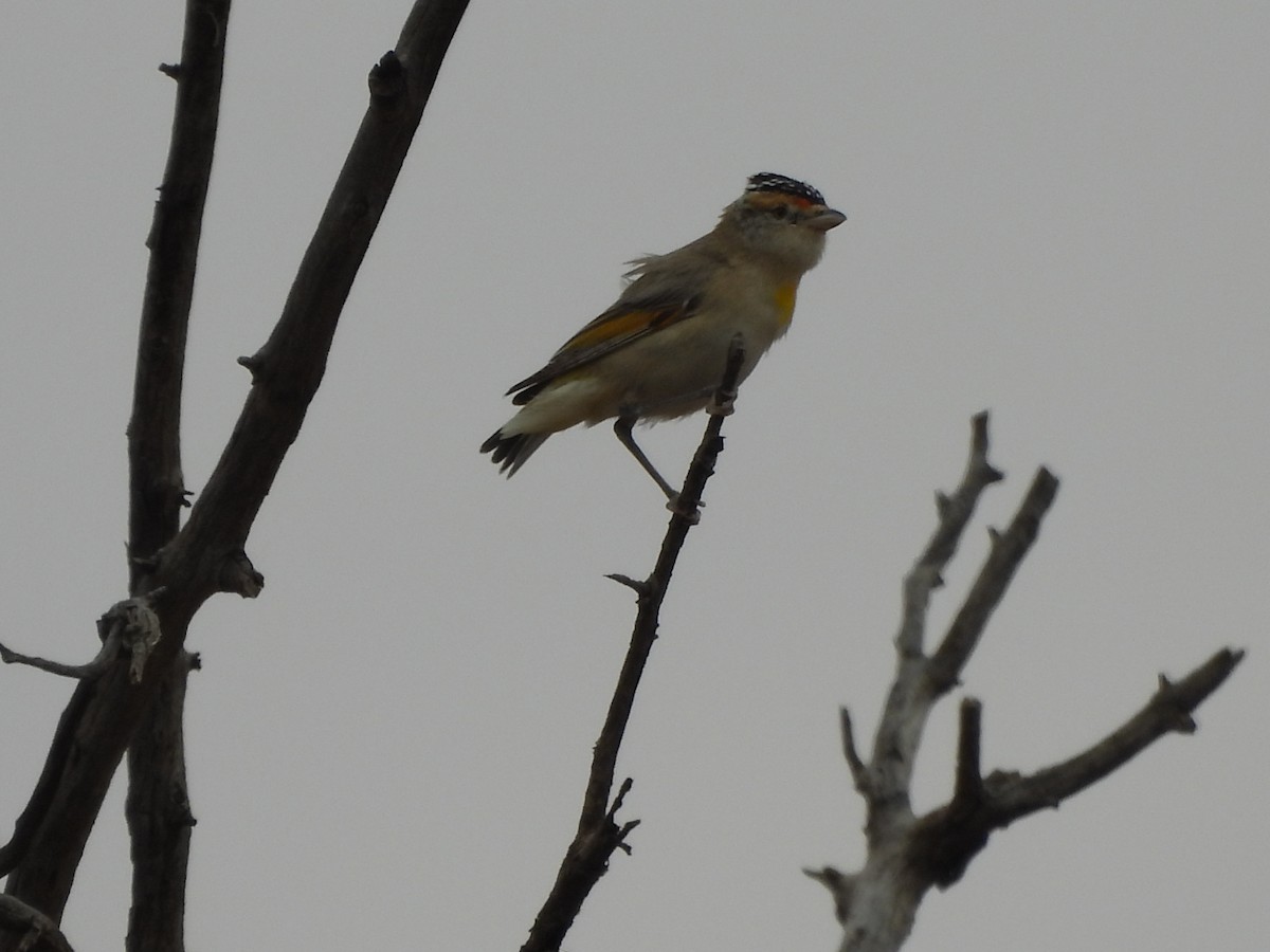 Red-browed Pardalote - ML624245574