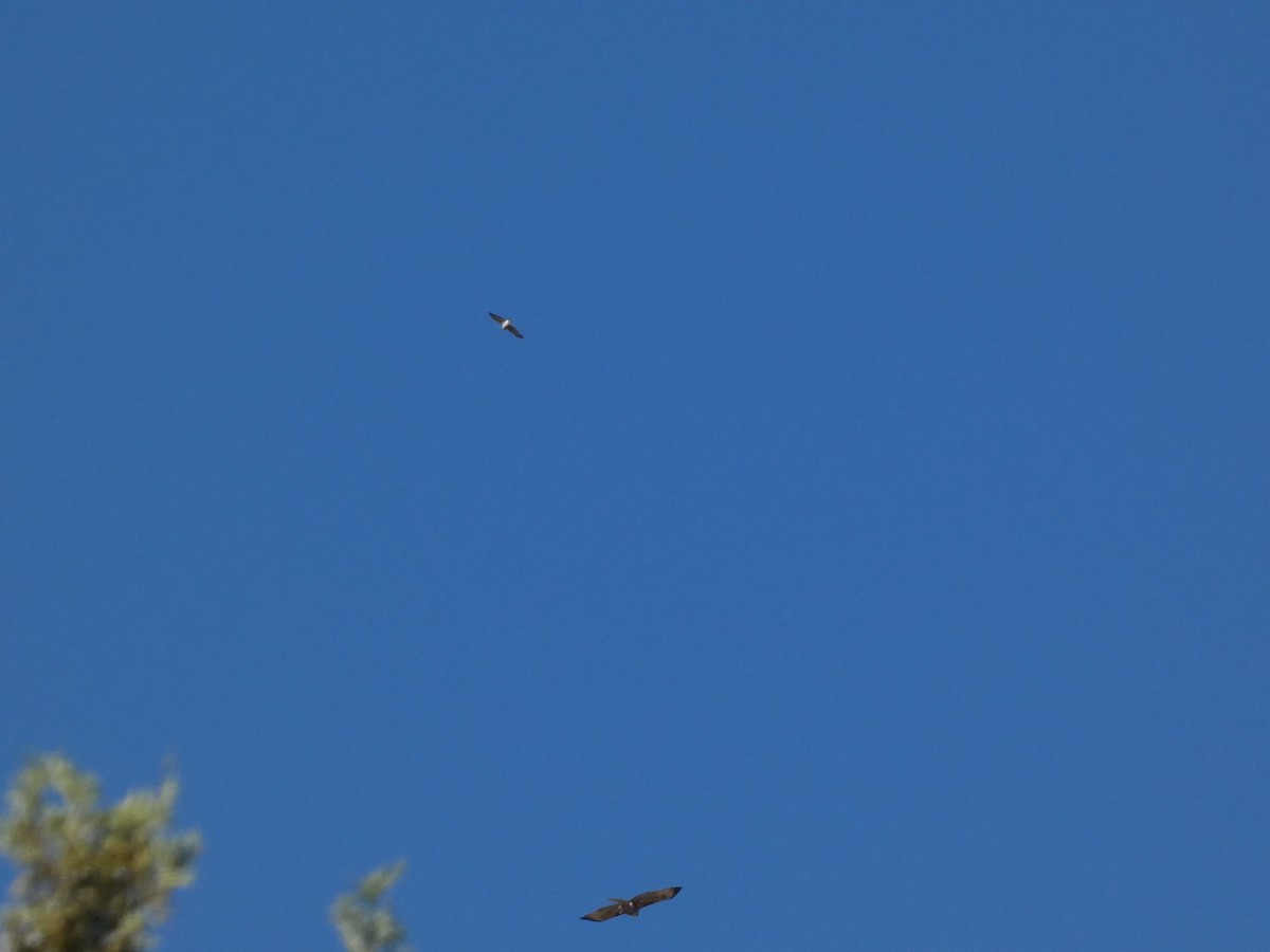 Sharp-shinned Hawk - ML624245590