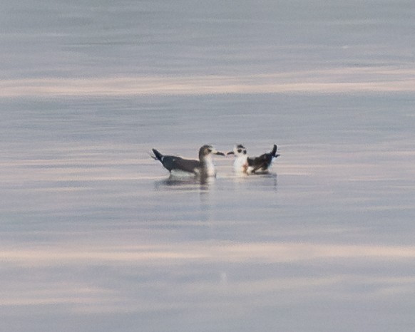 Little Gull - Julian Johnson