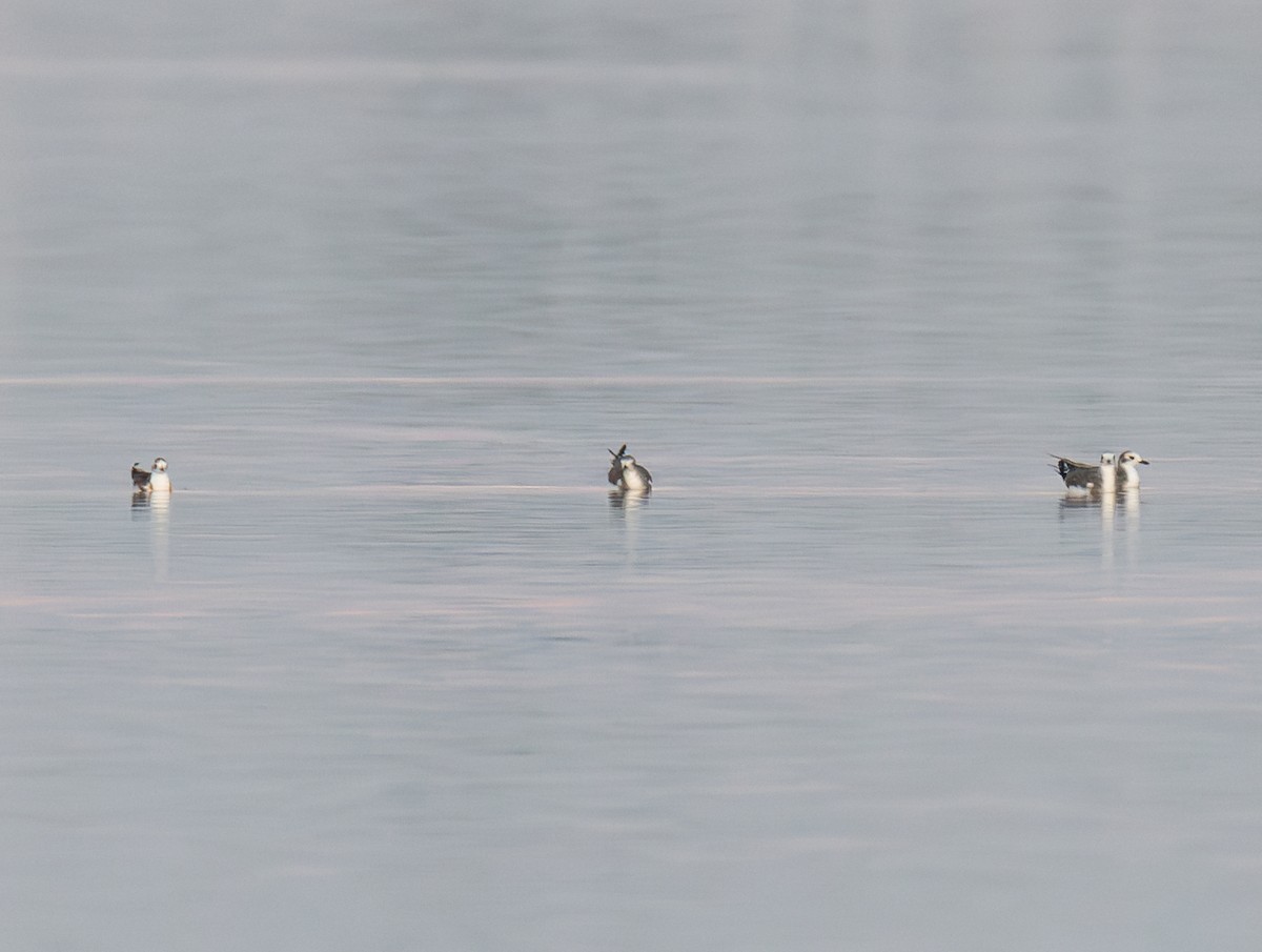 Sabine's Gull - Julian Johnson