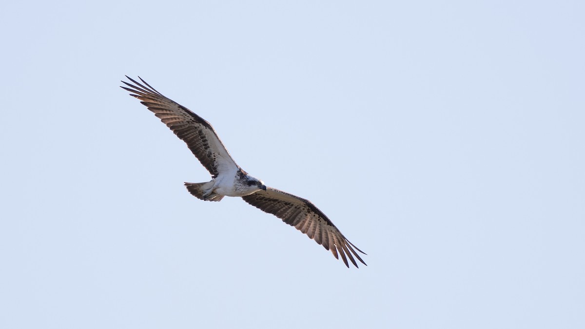 Osprey (Australasian) - paul mclelland