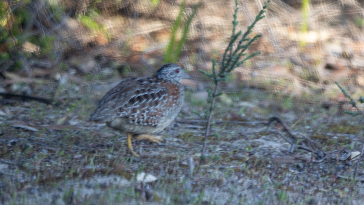 Painted Buttonquail - ML624245631