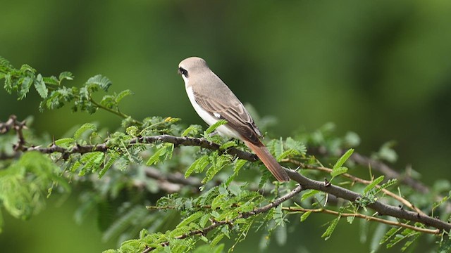 Red-tailed Shrike - ML624245675