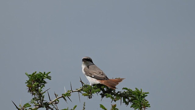 Red-tailed Shrike - ML624245676