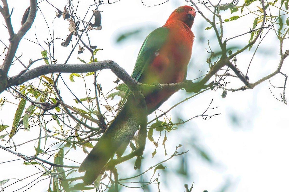 Australian King-Parrot - ML624245690