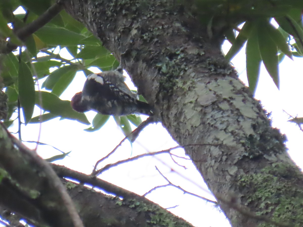 Red-breasted Sapsucker - ML624245692