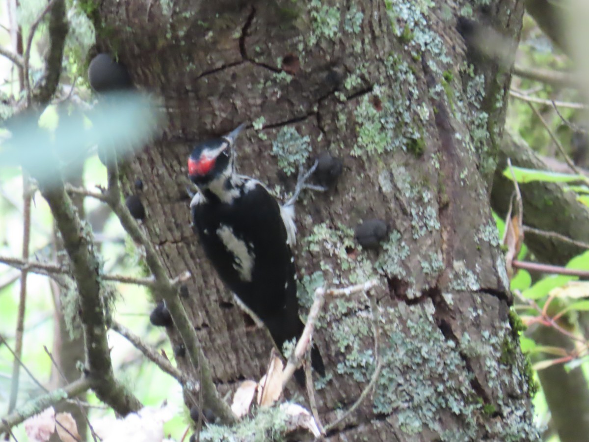 Hairy Woodpecker - ML624245693