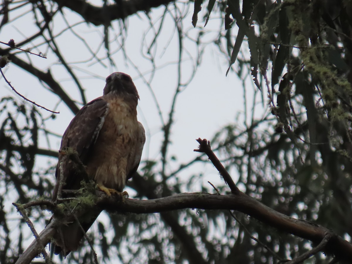 Red-tailed Hawk - ML624245698