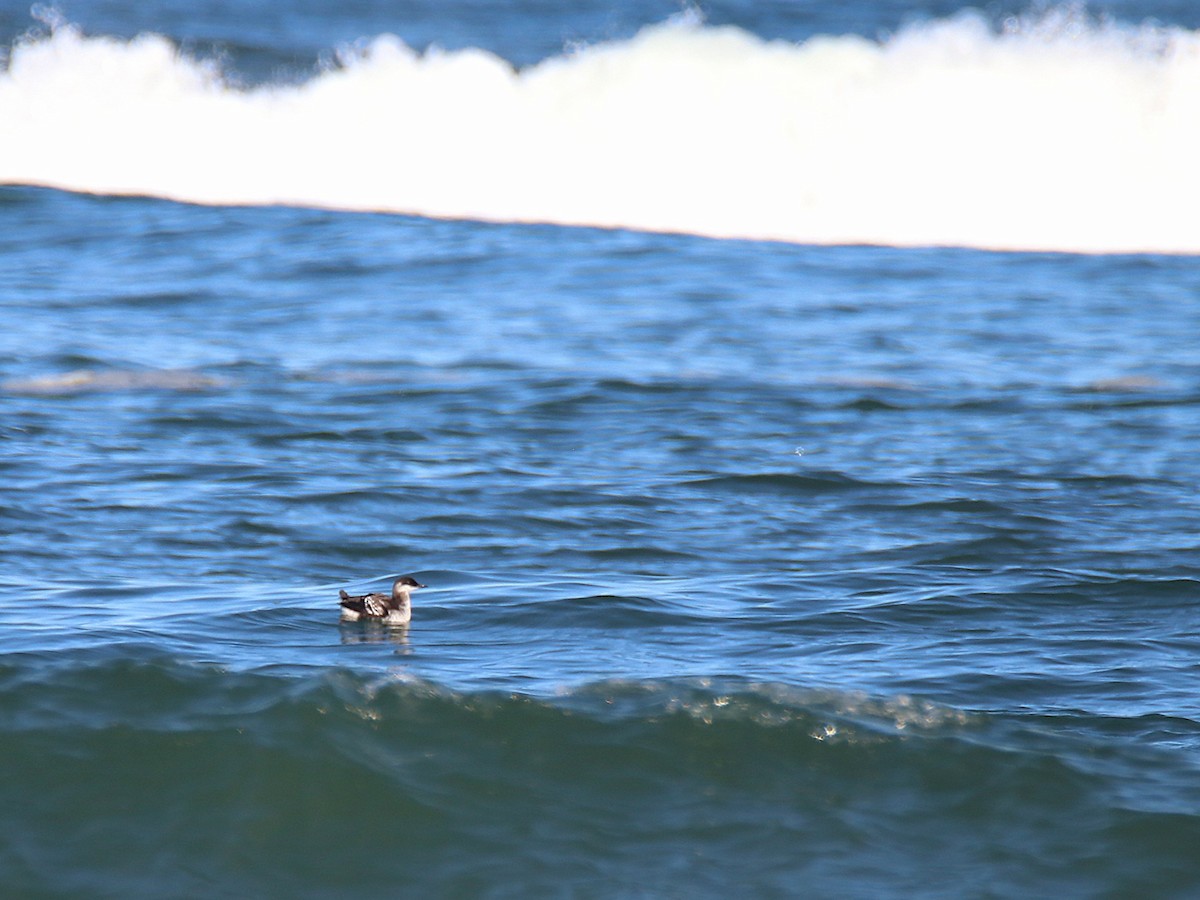 Guillemot à miroir - ML624245700