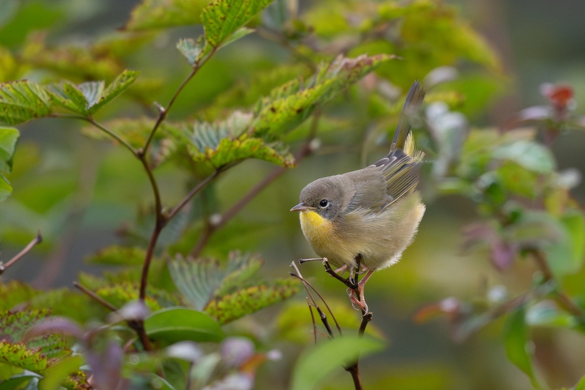 Common Yellowthroat - ML624245701