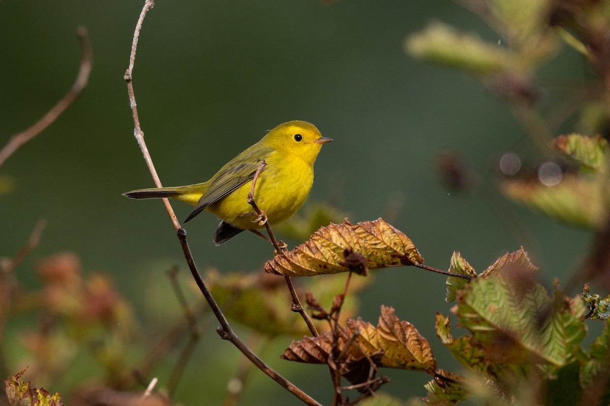 Wilson's Warbler - ML624245704