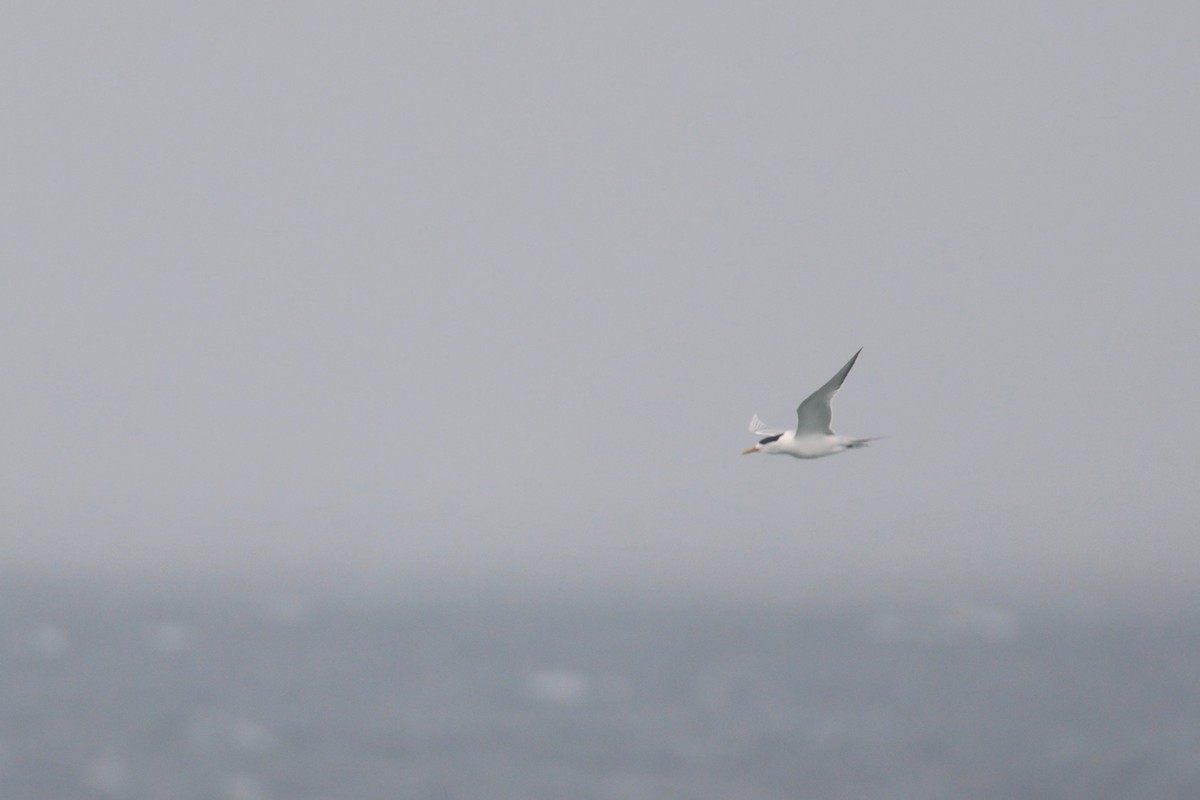 Great Crested Tern - ML624245707