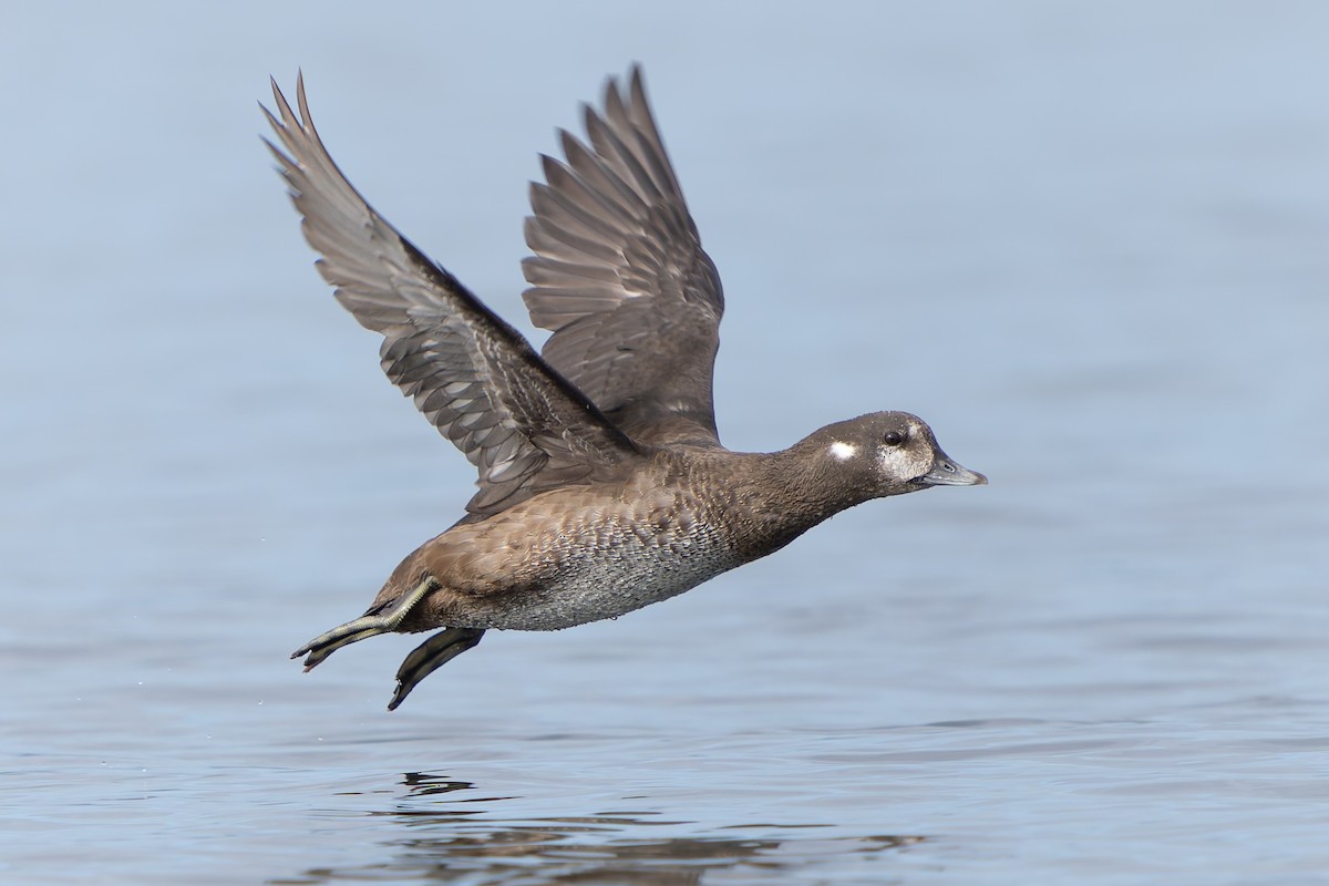 Harlequin Duck - Ali Kasperzak