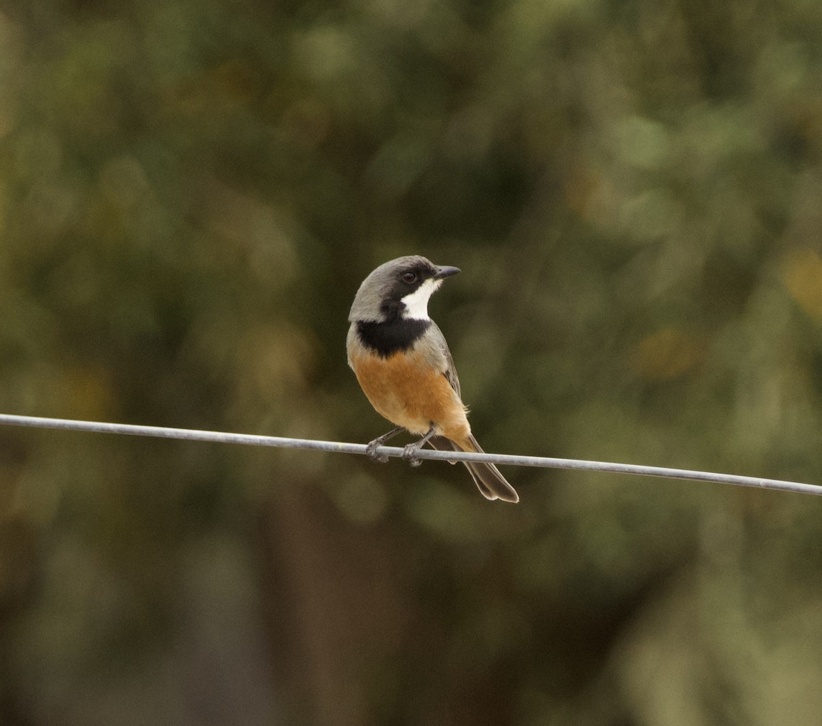 Rufous Whistler - ML624245731