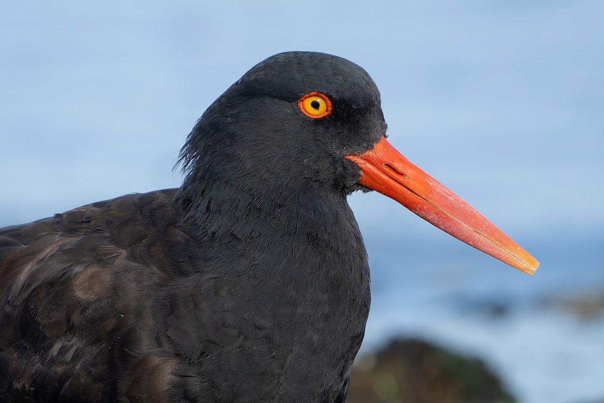 Black Oystercatcher - ML624245732