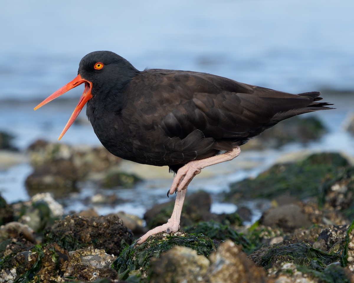 Black Oystercatcher - ML624245734