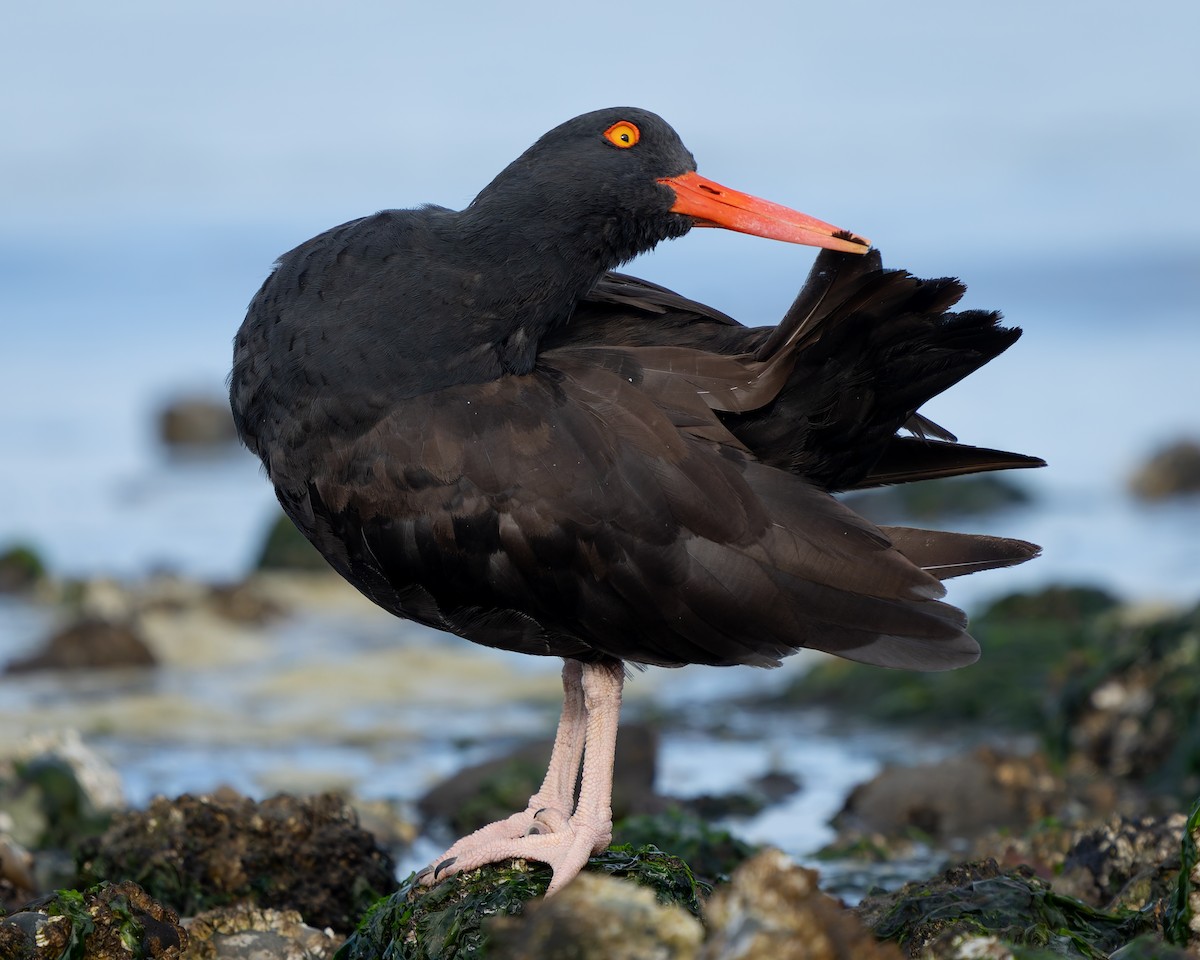 Black Oystercatcher - ML624245735