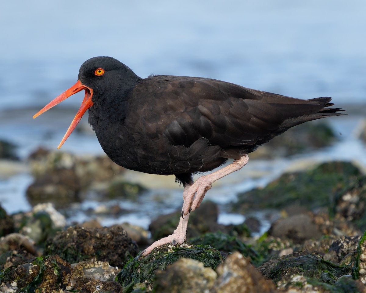 Black Oystercatcher - ML624245736