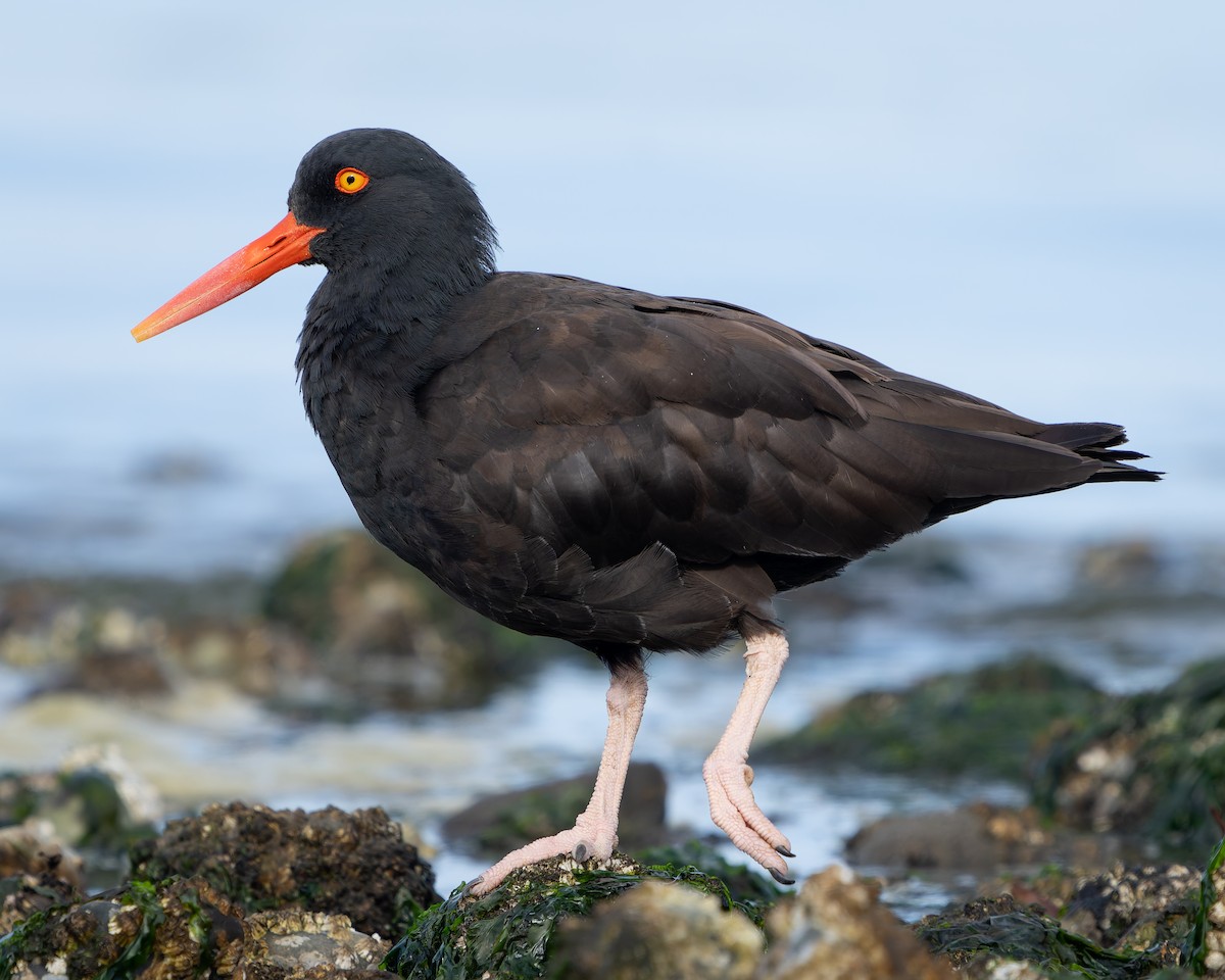 Black Oystercatcher - ML624245737