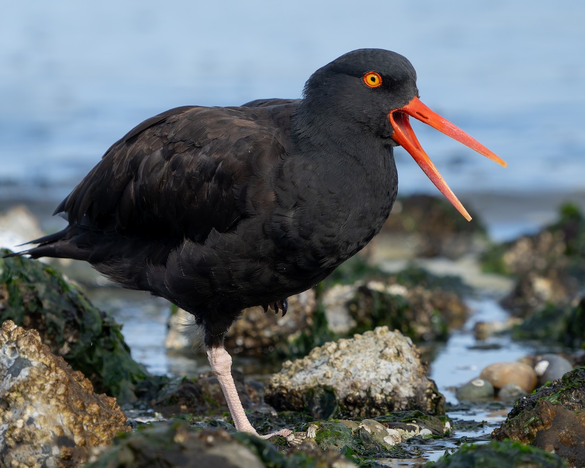 Black Oystercatcher - ML624245738