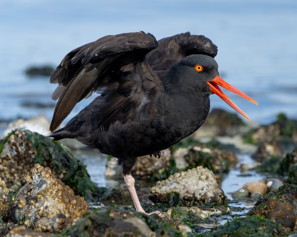 Black Oystercatcher - ML624245739