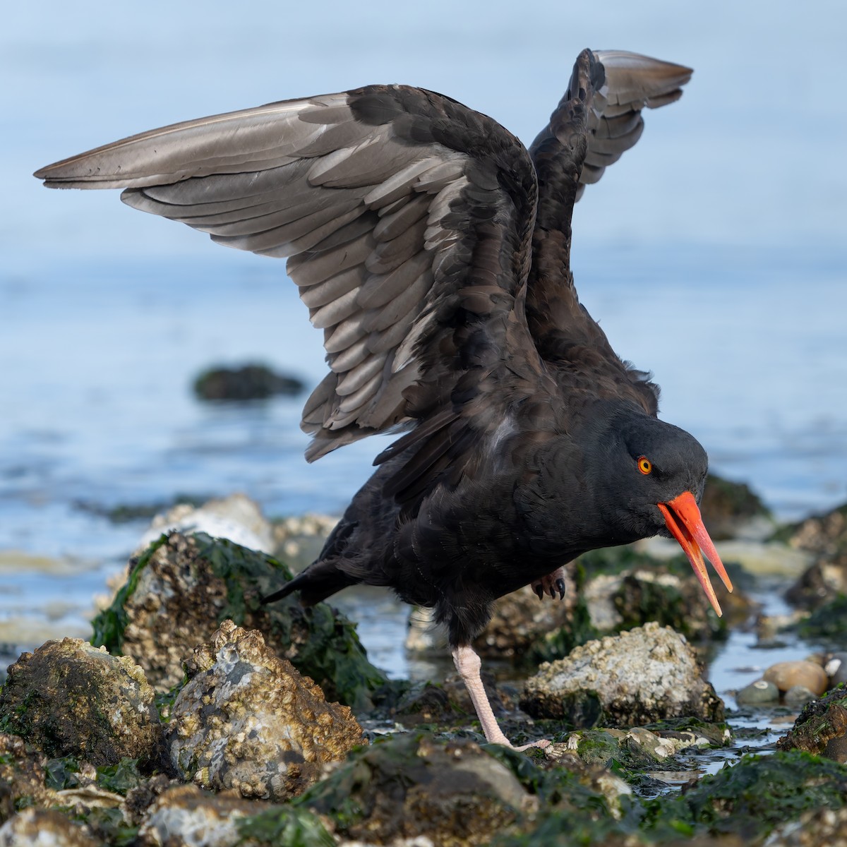 Black Oystercatcher - ML624245740