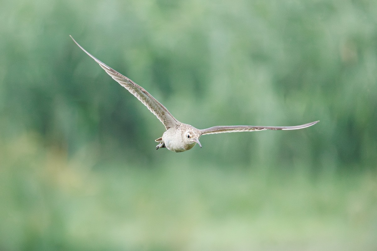 Little Curlew - BST One