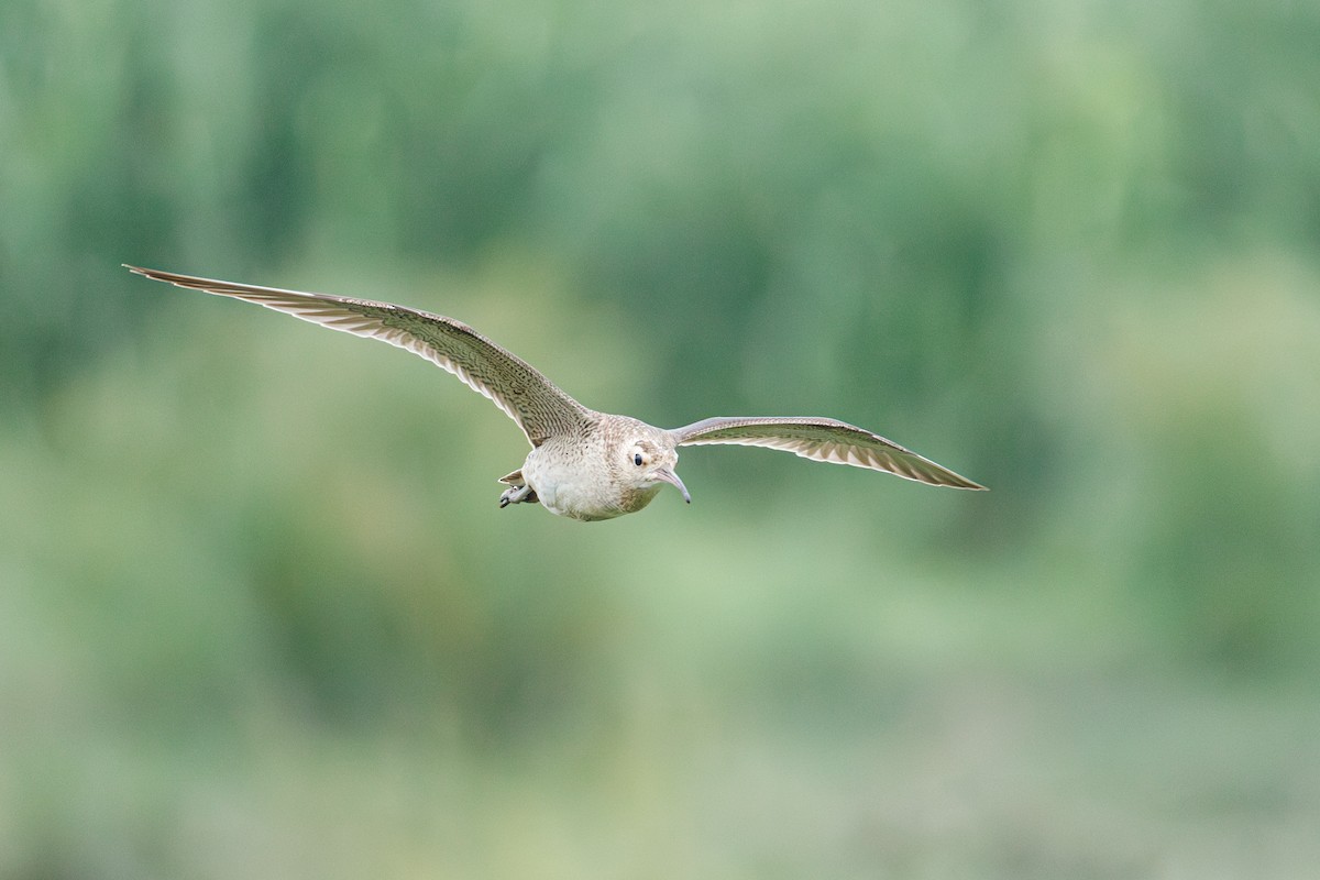 Little Curlew - BST One