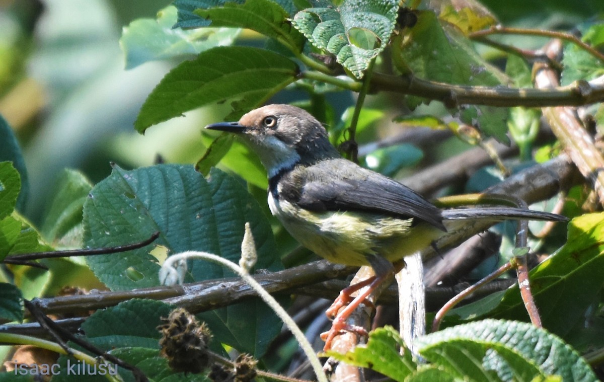 Bar-throated Apalis - ML624245754