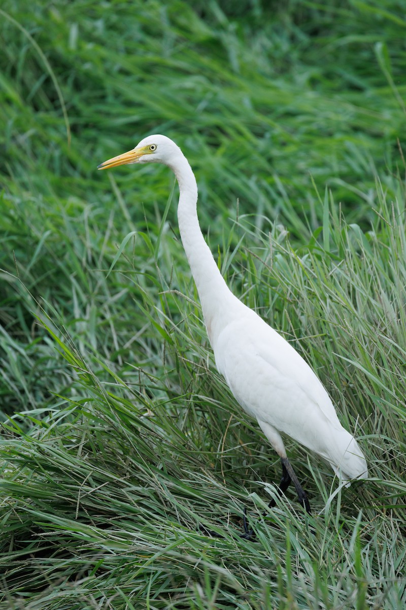 Medium Egret - ML624245755