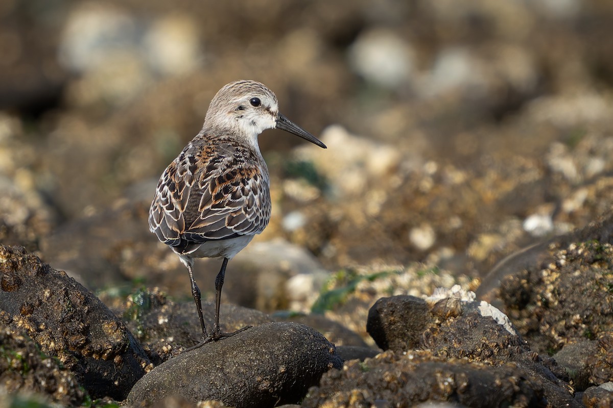 Bergstrandläufer - ML624245756