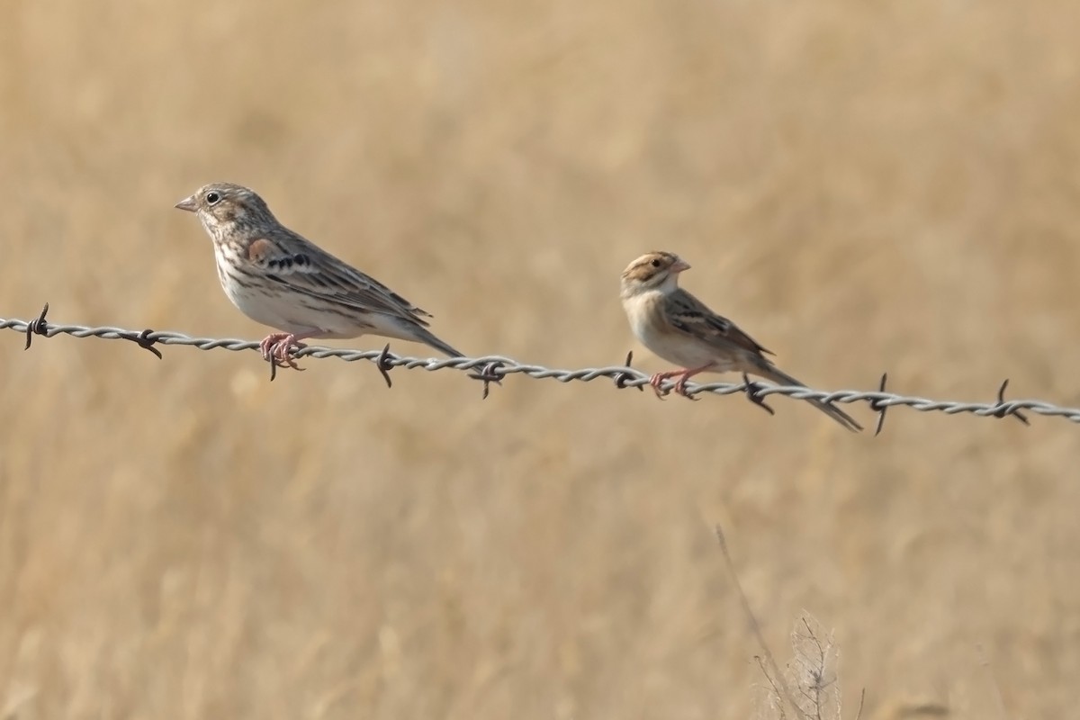 Vesper Sparrow - Georgina Whitney