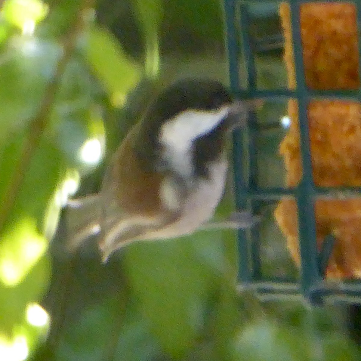 Chestnut-backed Chickadee - ML624245763