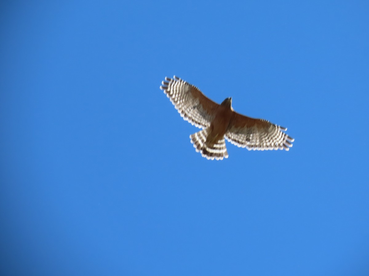 Red-shouldered Hawk - ML624245764