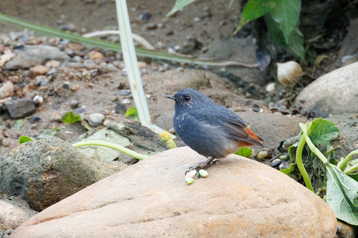 Plumbeous Redstart - BST One