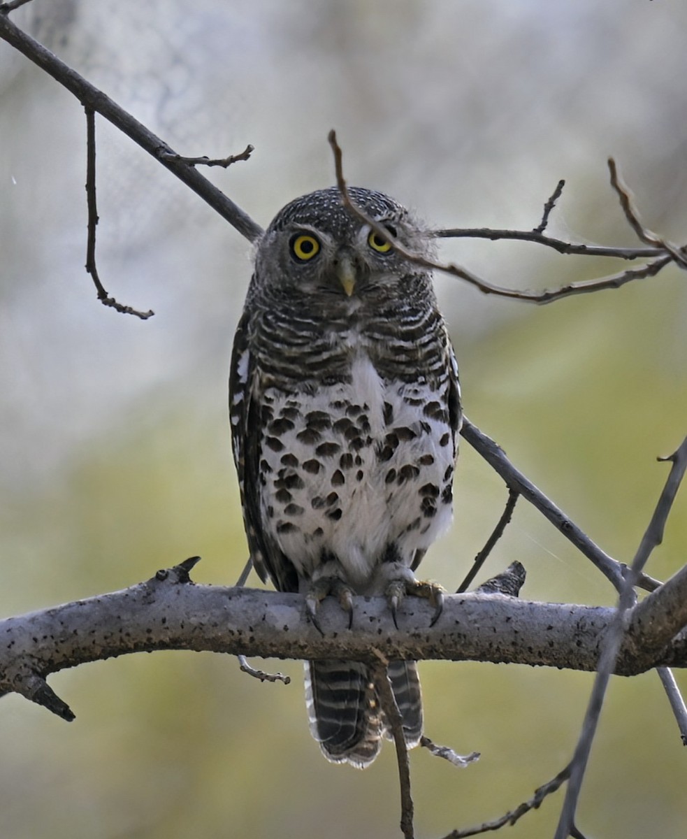 African Barred Owlet - ML624245767