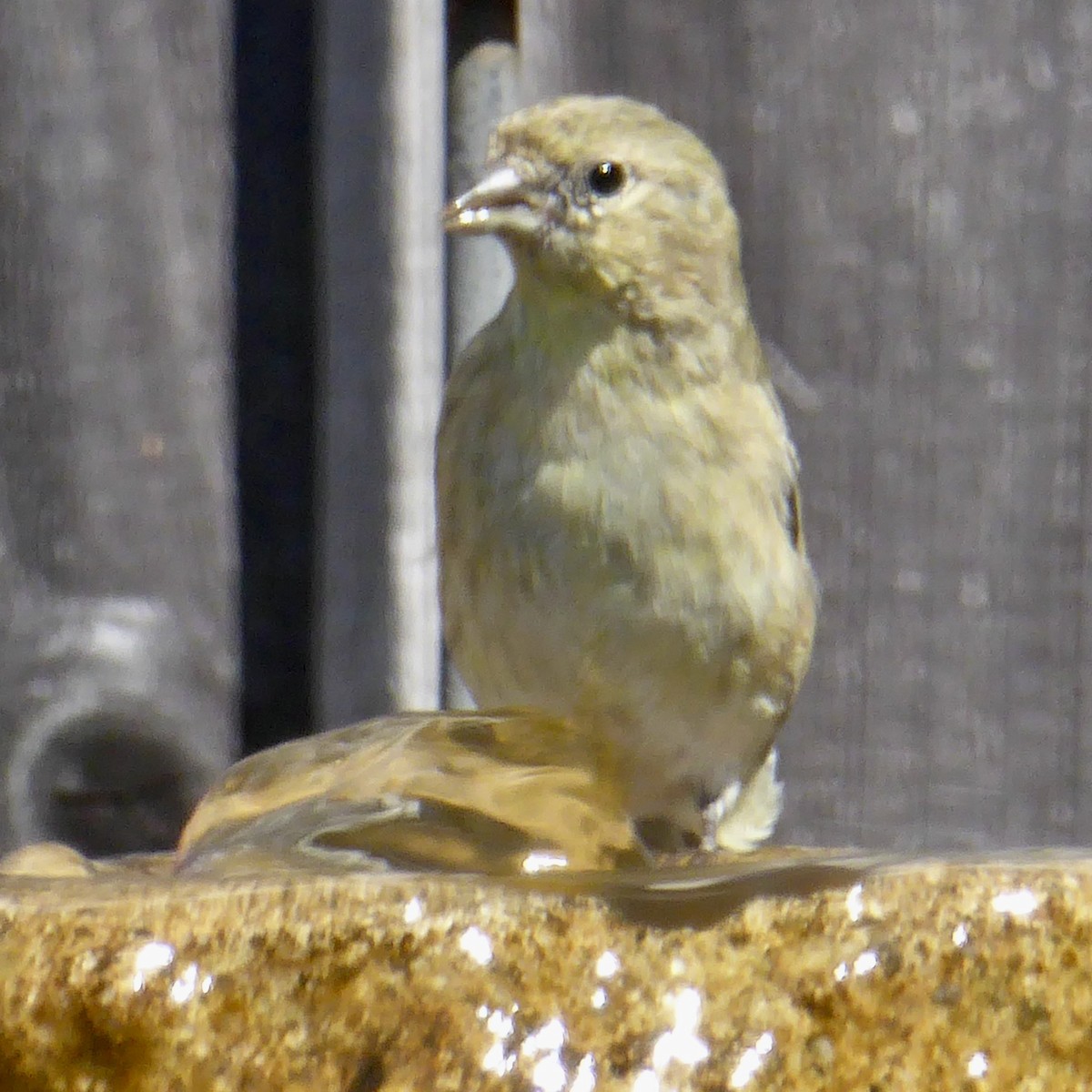 Lesser Goldfinch - ML624245768