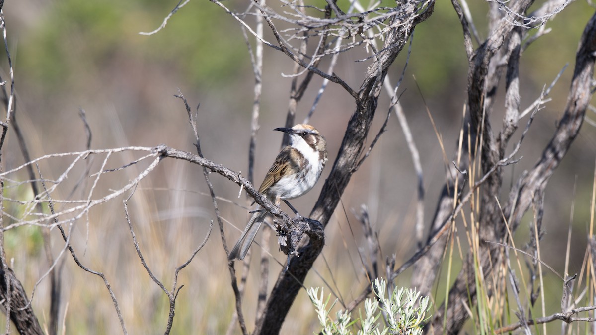 Tawny-crowned Honeyeater - ML624245769