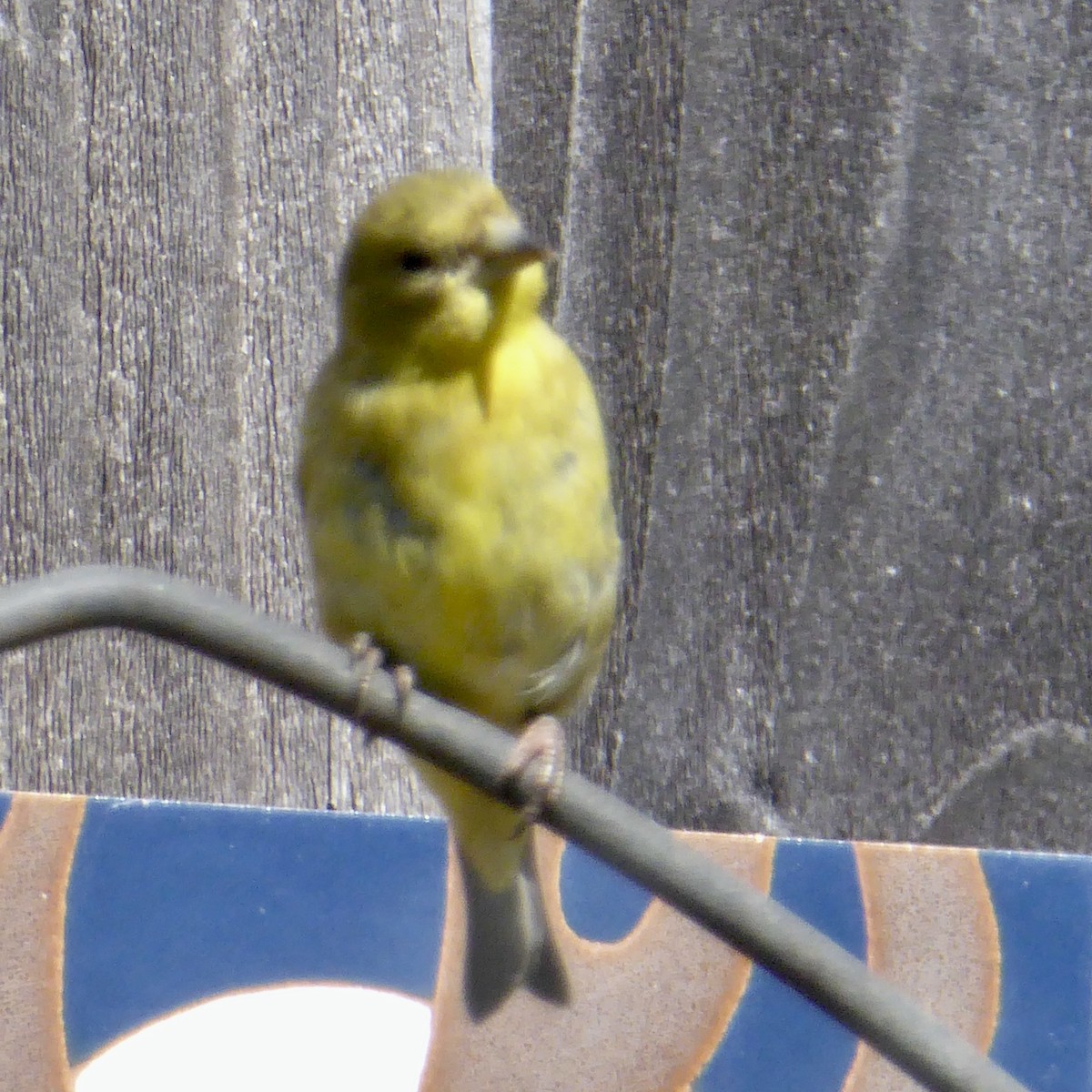 Lesser Goldfinch - ML624245771